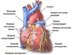 Коронарные артерии.